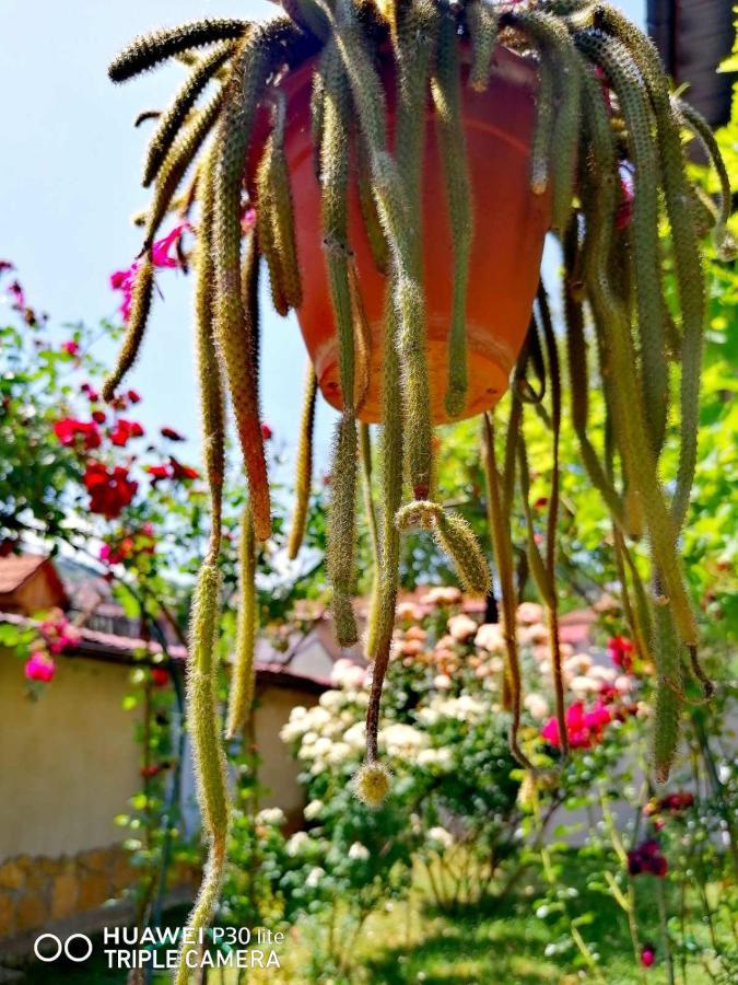 Modern&Cozy Bosnian House With Garden+Free Parking Hotel Сараево Екстериор снимка