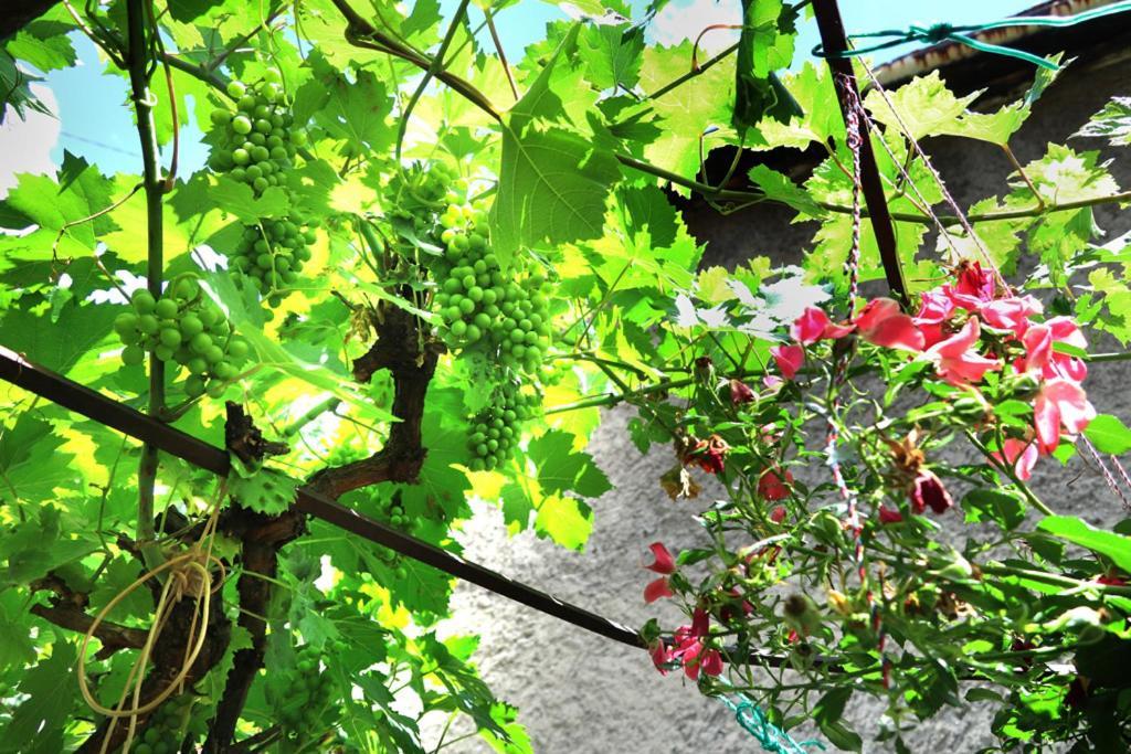 Modern&Cozy Bosnian House With Garden+Free Parking Hotel Сараево Екстериор снимка